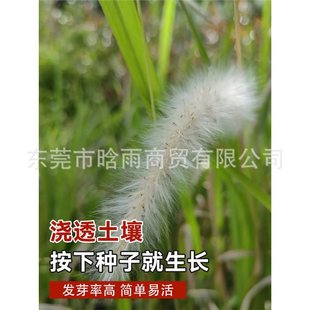 Ұ����é�ݷN�Ӊ��^ɽ�¾G����ë�ѾG���N����Ȕ����é�ļ����N