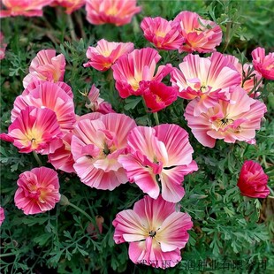 ��߅����ݷN�ӏͰ껨��ݼ�����������������Ӣ�����ﲥ���Ի���