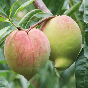 ���������Ҙ�����Ҙ�������Դ��������Ҵ��޽���ͥԺ�������