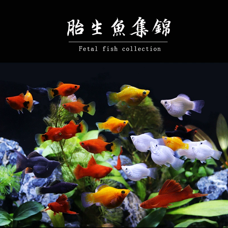 Аквариумные рыбки: золотая и серебряная черная Мэри, шариковая Мэри, лунная красная стрела, Микки (тропическая рыба), декоративные рыбки, прямые поставки из Шанхая