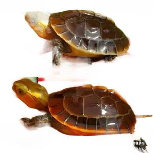 �S�������w�����]�������ϰ���̨����ꑾ��ܾ����������ͷ�������