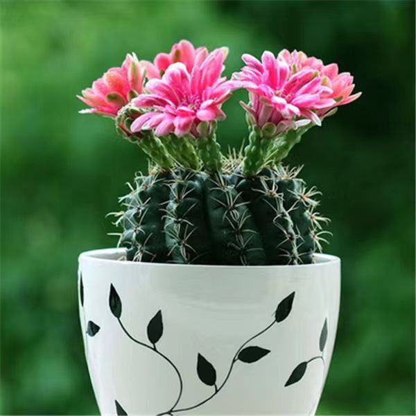 Flor de jade cactus florece en todas las estaciones, embellece el aire, el balcón, la sala de estar, la oficina, las plantas verdes, las flores en macetas