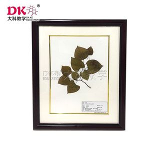 Daye Teaching Plant Wax Leaf Specimens Exhibition Hall Exhibition Display Solid Wood Frame Hardcover Yellow Top Chrysanthemum Marigold