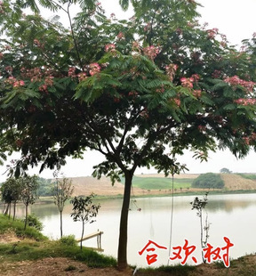 Dropshipping Albizia Julibrissin Saplings Courtyard Flower Seedlings Velvet Flower Hibiscus Garden Forest Greening Project Seedlings with Beautiful Scenery in Front of the Door
