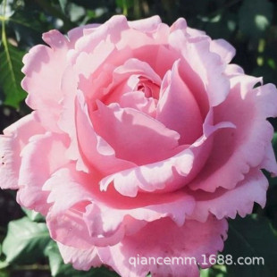 ���l�л��¼��������Ի���ֲ���ļ��_����ľ�����֭�����_ɯõ��