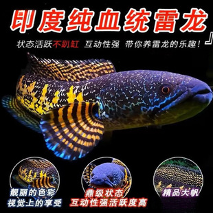 �����^�p�~���R�������~���͟Ꭷ�~�̲�������ˮ�~�ʺ������~