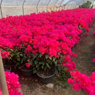 �V�|��ɫ����÷�a�������ɫ�Ϙ��㽭�ļ��t�辰�ļ��_��