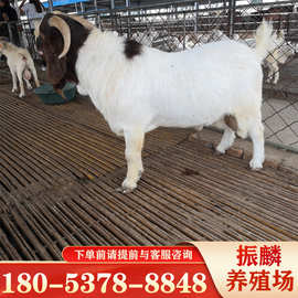 波尔山羊价格 养殖利润 河南波尔山羊养殖场 出售大白羊