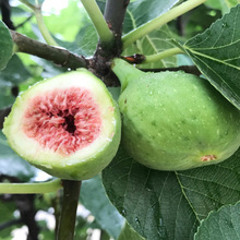 ����Ƥ�o�������� ��������Ƥ�o�����������Ե��Ԯ���Y����