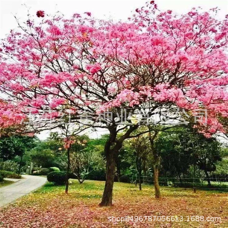 Оптом желтый цветок ветер семена Сузуки озеленение видов лесных деревьев домашнее Садоводство цветы многоцветковый сафлор ветер виды Сузуки