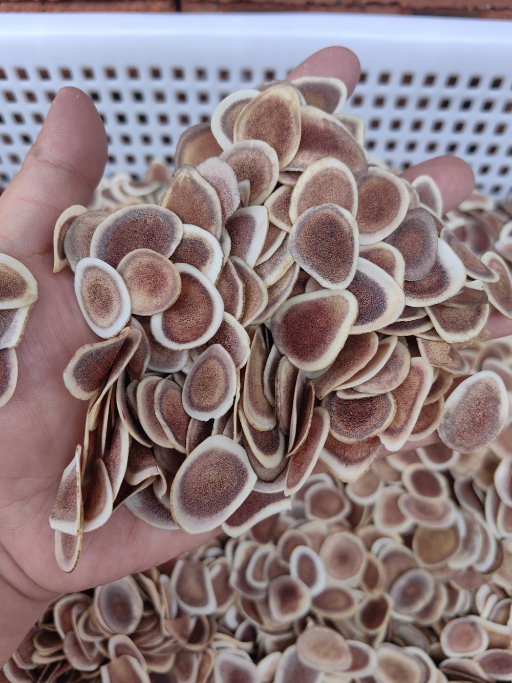Deer Antler Slices Lu Rong Pian Dried TCM Herb Slices for Decoction and Infused Wine 500g quality and texture