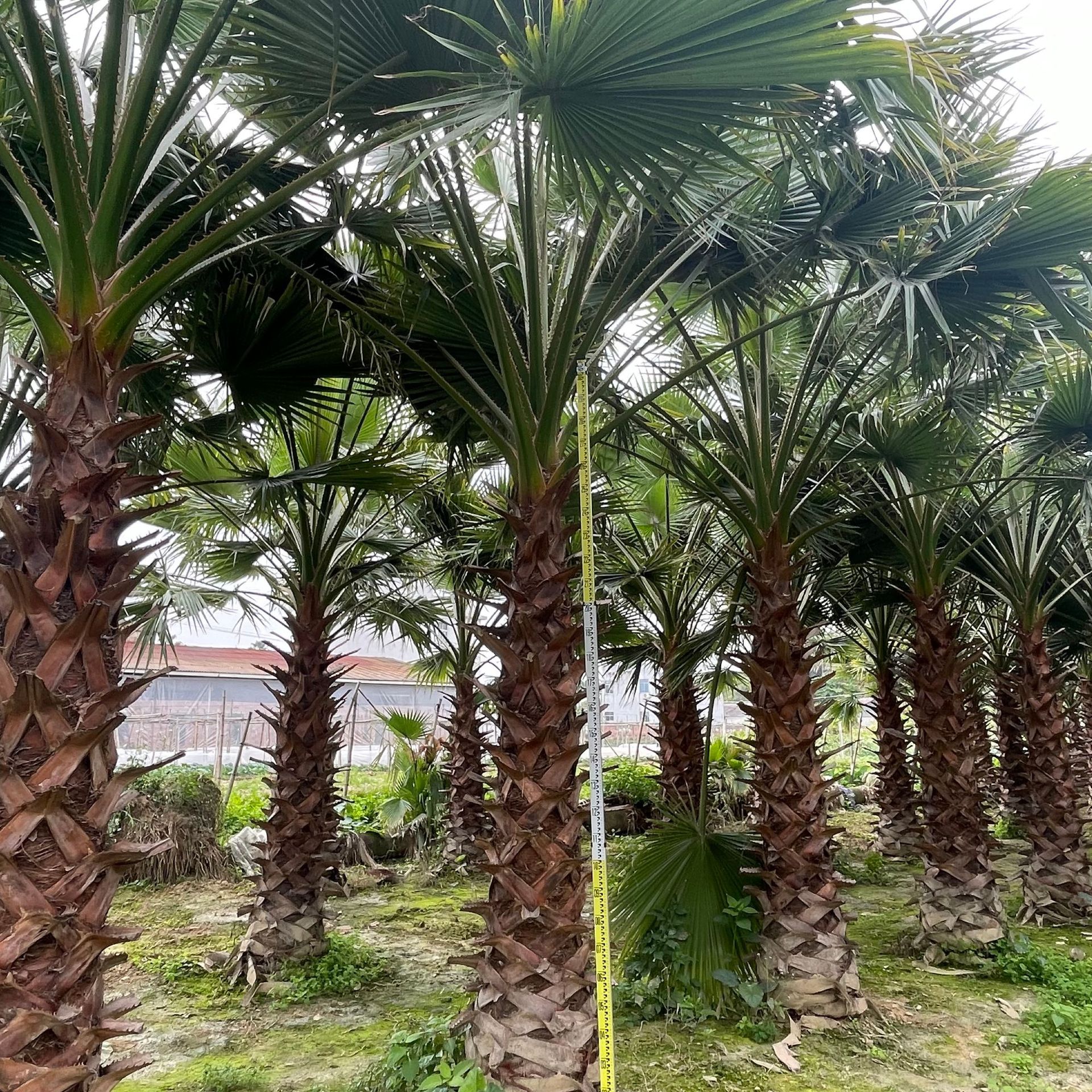 江西老人葵批发 浙江棕榈树中东海枣报价 四川华盛顿棕榈树