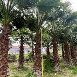 耐寒老人葵华盛顿棕全冠移栽园林行道树庭荫树景观绿化工程用苗木