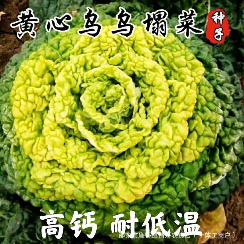 Yellow Heart Choy Sum Seeds, Cold-Resistant Vegetable Seeds, Chrysanthemum Heart Vegetable Seeds, Easy-To-Grow Balcony Vegetables, Comprehensive Guide to Autumn and Winter Vegetable Seeds Yellow Heart Choy Sum Seeds, Cold-Resistant Vegetable Seeds, Chrysanthemum Heart Vegetable Seeds, Easy-To-Grow Balcony Vegetables, Comprehensive Guide to Autumn and Winter Vegetable Seeds