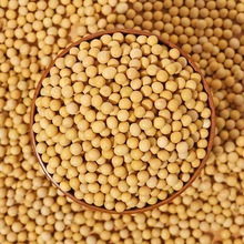 黄豆批发农家自种大颗粒做豆腐豆花打豆浆专用生豆芽新鲜1斤5斤