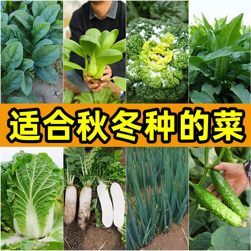 蔬菜种子种籽籽种菜籽孑适合冬天四季秋天都可以种的菜大全秋冬季