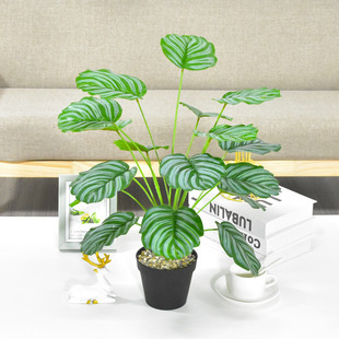 �羳��Ʒ�������O������W�t�Gֲ�ָ��z�����^���Ա��W�L�Ҿ��b�