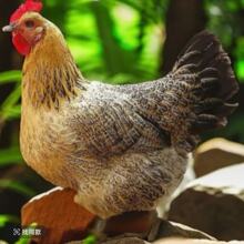 麻羽鸡活苗一斤重活体麻羽鸡苗高产绿壳蛋麻羽鸡成年产蛋麻羽母鸡