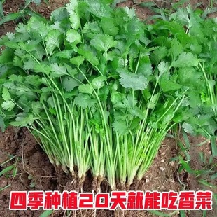 �͟��ļ�С�~��˷N���r��ܾݴ�N�����̨���Դ��~�߲˷N�ݴ�ȫ