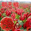 Chaotian pepper seeds seedlings millet spicy seed cluster pepper refers to the seed planting vegetable species of the small red pepper balcony