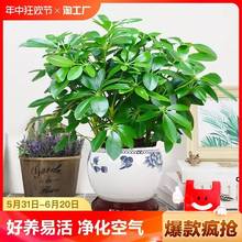 八方来财植物盆栽水培鸭脚木四季常青发财树大型室内绿植客厅绿箩