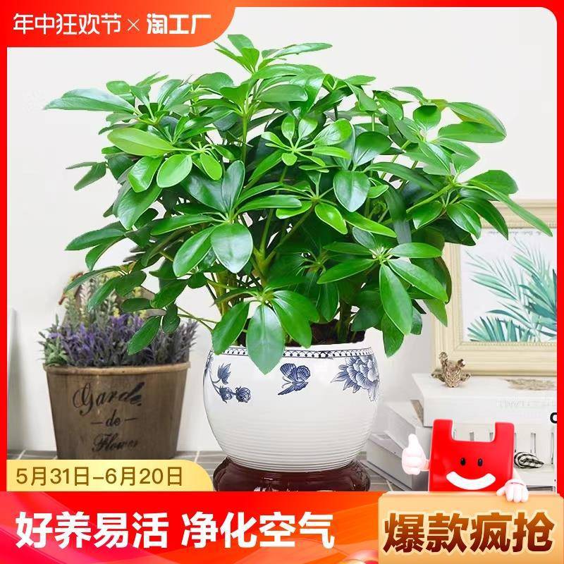 八方来财植物盆栽水培鸭脚木四季常青发财树大型室内绿植客厅绿箩