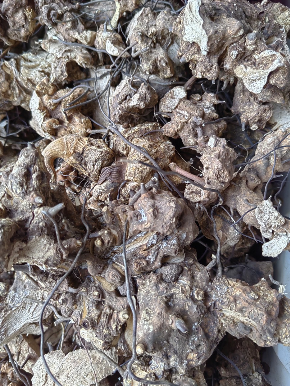 Wu Bi Jia Ge Root (Jie Yuan Gen) — Dried Food Herb for Wine & Tea Infusion key features