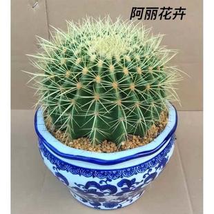 Extra-Large Real Seedling Golden Tiger Cactus Succulent Plant for Office Computer, Includes Pot and Soil for Easy Planting