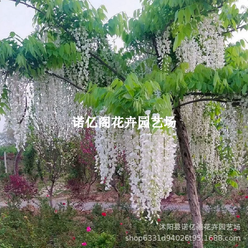 Глициния цветок дерево саженец вьющиеся растения балкон двор стены четыре сезона цветение Горшечное растение зеленое растение цветок вьющиеся Глициния