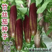 春秋竹丝茄种子糯米茄子种金丝本地茄子盆栽庭院四季蔬菜种子大全