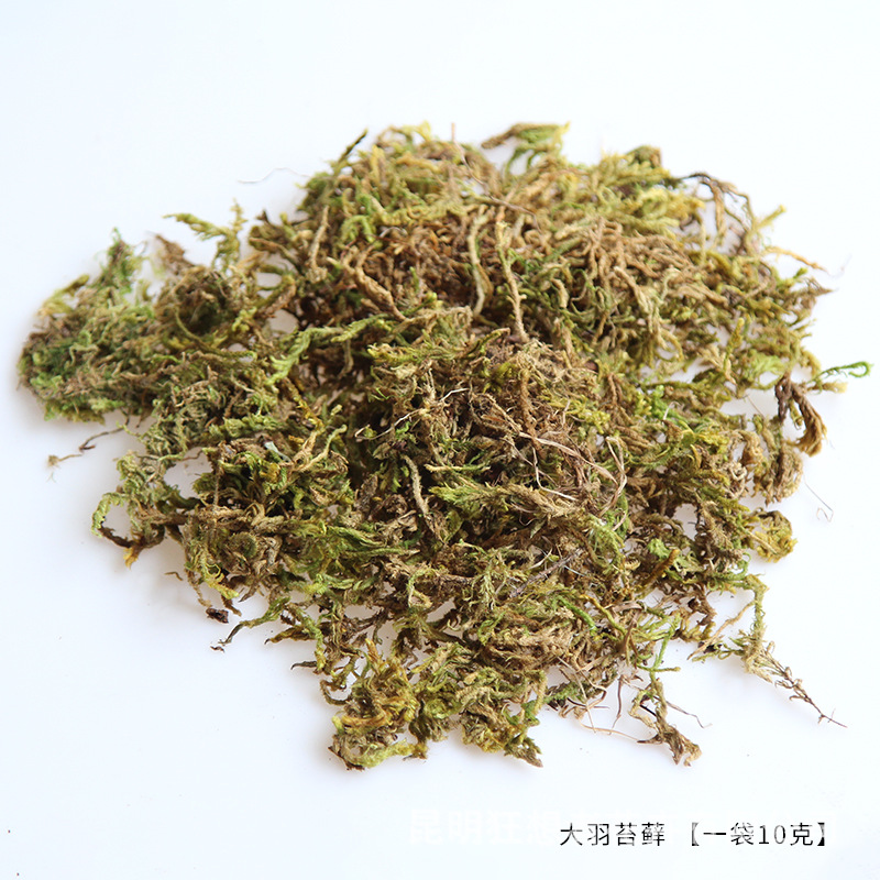 Big feather moss 10g