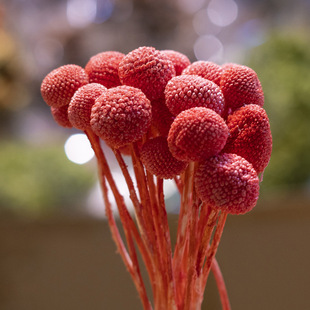 �����S����������20֧/��diy�ӹ��������ļҾ��b廨���ϱ��r��