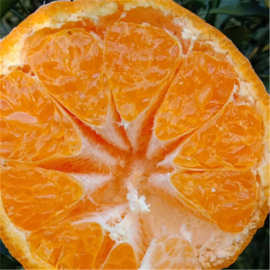 海南耙耙苗 春见柑橘果树苗木批发采购价格图片嫁接优质春见果苗