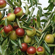 ͥԺ޽ϱNֲش󗗘箔Y𗗘