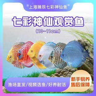 �߲������~10-11cm��Ʒ�����~��С�͟Ꭷ�^�p�~��S�O��ֱ�]�߲�