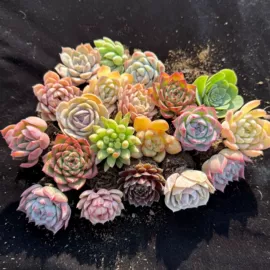 花盆容器;栽培基质;园艺工具