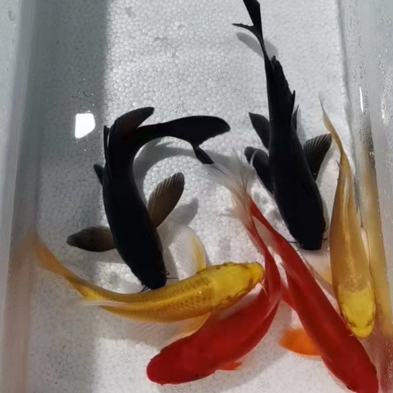 노란색, 검정색, 빨간색 11- 13cm 각 1개