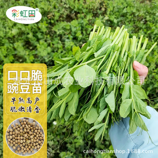 �㶹��N���㶹�N�Ѽ�ѿ��˷N���ļ��߲�������㶹����m������