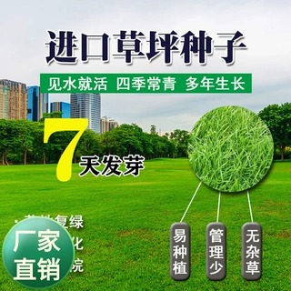 草坪种子四季青不修剪草籽黑麦草马尼拉庭院别墅草皮种籽护坡绿化