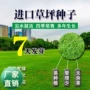 马尼拉绿化不修剪庭院草籽