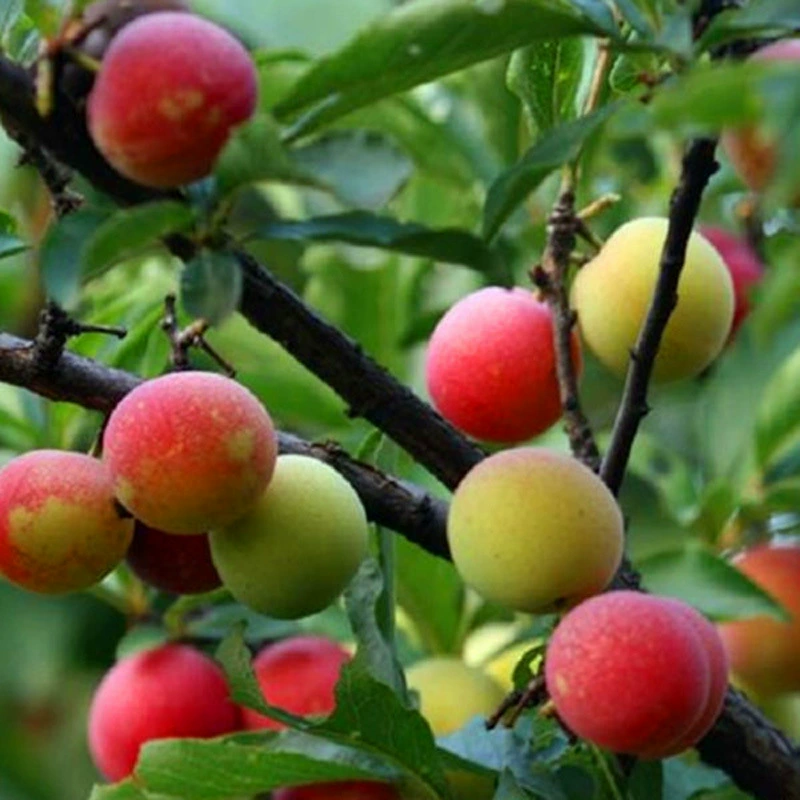 Семена плодов деревьев Семена Красный лист сливы фиолетовый-лист сливы семена крупнолистовой фиолетовый лист толстые семена сливы