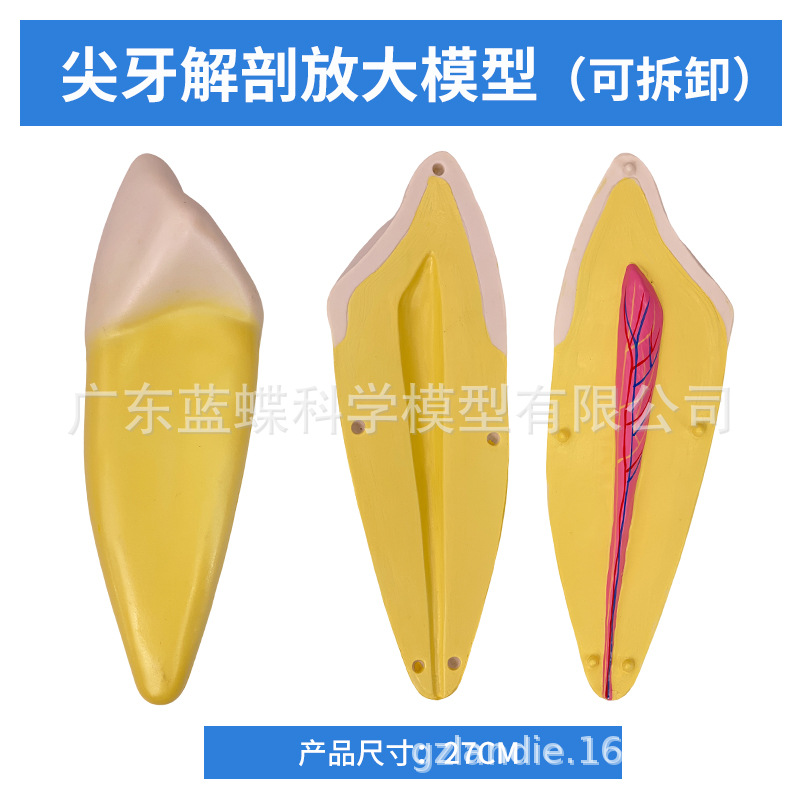 12���Ŵ���������ģ��������ʿɲ��ģ������������������ĥ��