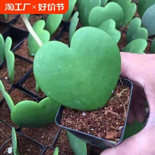 Heart-Leaf Orchid, a Heart-Shaped Succulent Plant, Indoor Green Plant, Radiation-Proof, Easy to Grow for Lazy People, Small Potted Gift Flower Variety