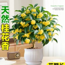 𻨘ļԿʳ_̨҃ͥԺͻֲ