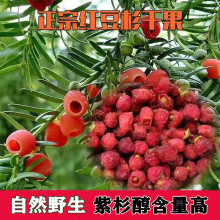 野生野生野生红豆杉果子泡水泡酒果实干500g红豆果子干果种子好货