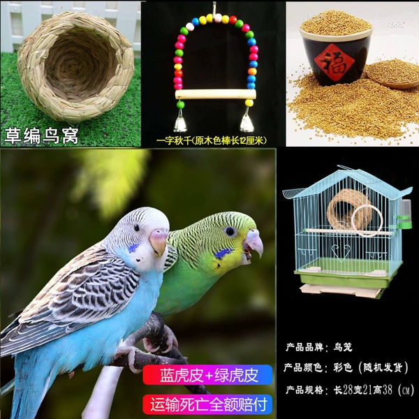Blue skin + green skin + feeding cage + swing + bird's nest + gift bag