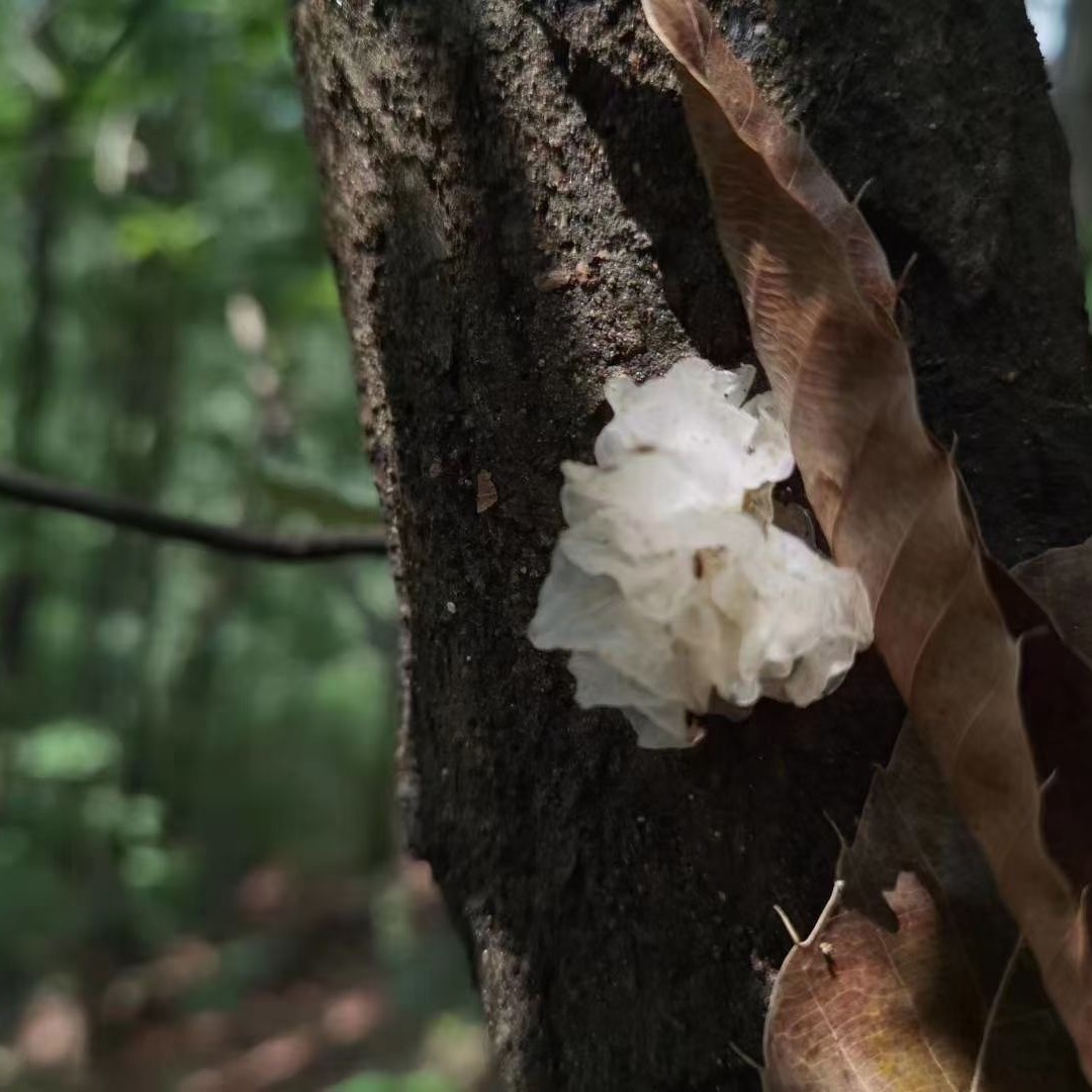 银耳新品四川银耳椴木银耳无流雪耳糯耳干货白木耳包邮糯耳 优质