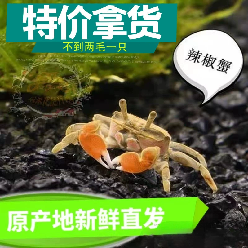 Краб чили, маленький краб, маленькая рыба, товары для улиток, краб, черепаха, краб, декоративные рыбы, общий крабовый питомец, бесплатная доставка