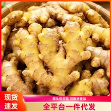 云南小黄姜新鲜食用大姜小黄姜熬汤炒菜切片姜丝煲汤调料小黄姜