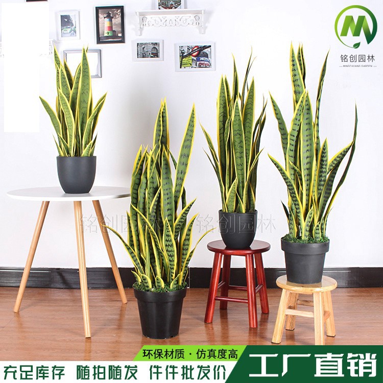 Simulación de borde amarillo tigre Pilan planta en maceta decoración decoración simulación lengua materna exterior Phnom Penh planta verde de hoja alta con maceta tigre Pilan image 3